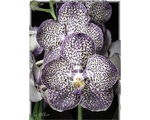 Орхидея Ванда