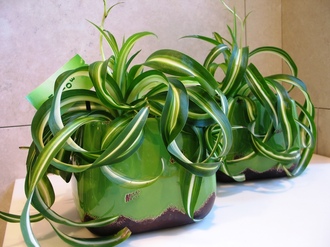 Хлорофитум Бонни, орхидаструм (Chlorophytum orchidastrum)